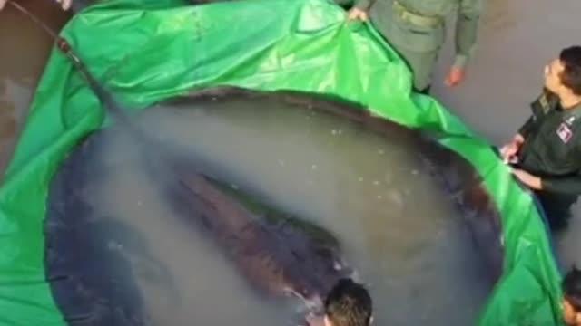 This is the heaviest freshwater fish caught onrecord
