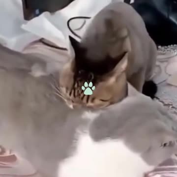 Adorable BEST 2021 clips cats and dogs ! Messing about