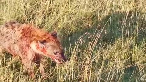 Male lion attacks over 20 hyenas