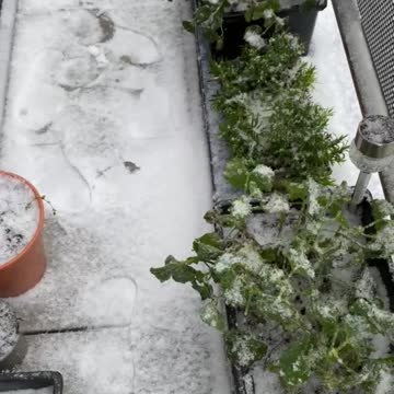 Watch my home in London covered in snow 8/2/2021