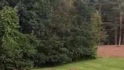 It Looks Like Fun........Until