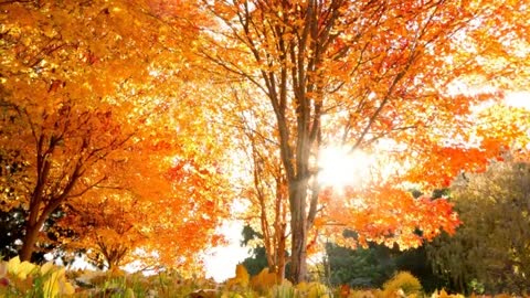Nature soft music meditation self knowledge relaxation