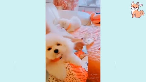 Cute Puppies 😍 Cute Funny and Smart Dogs Compilation #3 | Cute Budd