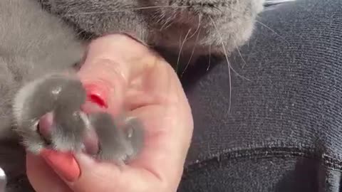 Clipping cat's nails