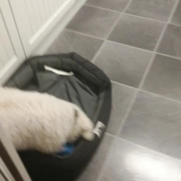 Dog burries bone 😂