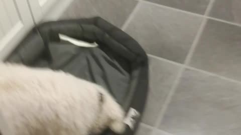 Dog burries bone 😂