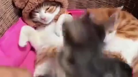 Funny cat cute