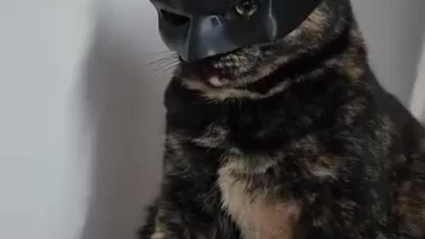 Puppy Cat