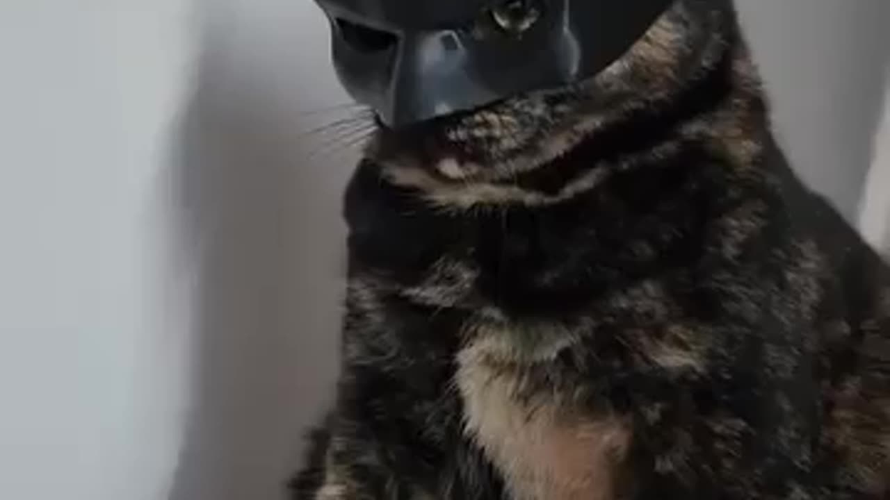 Puppy Cat