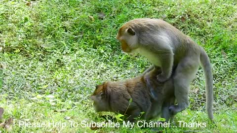 Wow Lucky Strongly, Faaling On Grass..