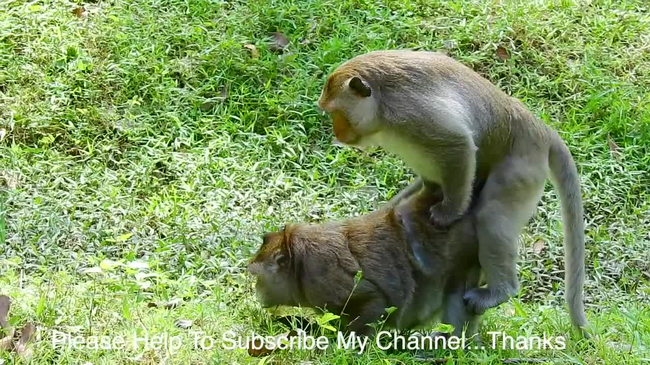 Wow Lucky Strongly, Faaling On Grass..