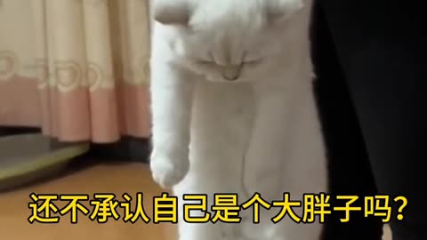 Funny cats, short, video, comment, viral, America, England, cute, comedy short, beutiful