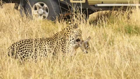 Leopard Plays with Baby Lechwe on the Savanna