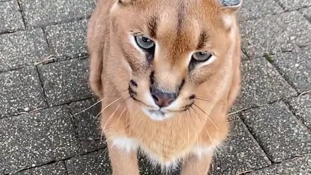 the most angry cat ever