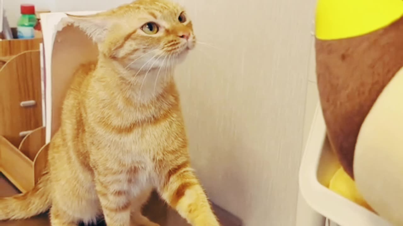 funniest cat video 😍 🐮🐮🐮