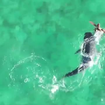 This turtle got spirit 💪