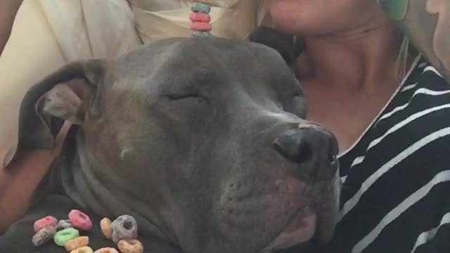 Sleepy Pit Bull Snores As Owner Stacks Cereal On His Head