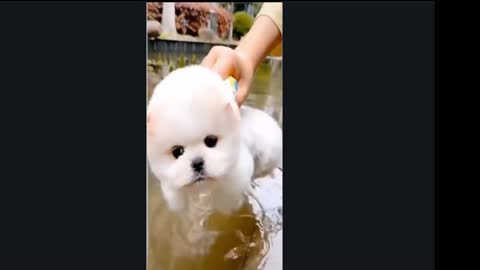 Cute Puppies 😍 Cute Funny and Smart #1