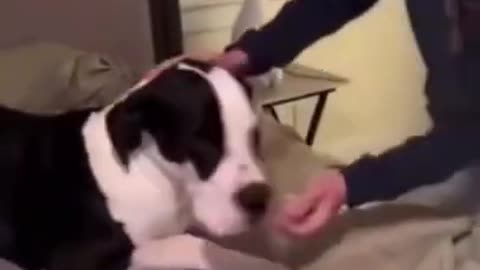 Dog training techniques