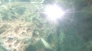 Moray eels at the bottom of the ocean