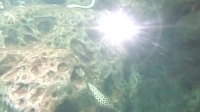 Moray eels at the bottom of the ocean