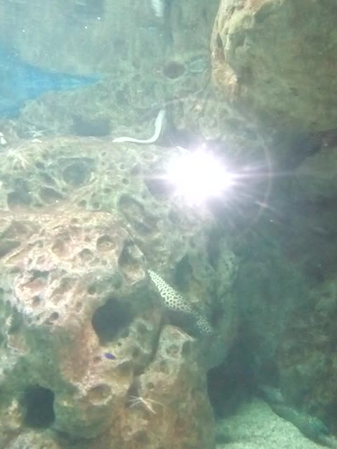 Moray eels at the bottom of the ocean