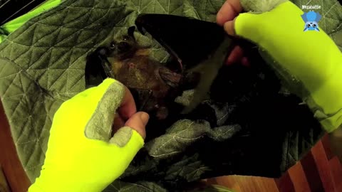 Premature orphan flying-fox in care this is Billi Maree days 3-6