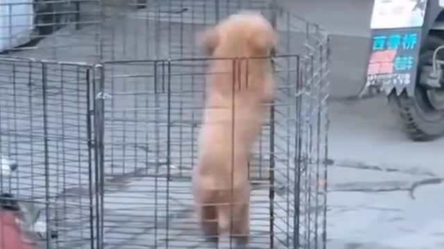 Cute Dog Trying to Escape but Too Short #short