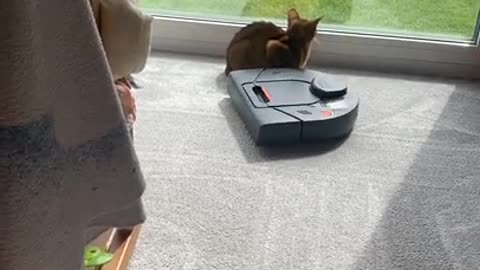 Vacuum Cleans Around Cat
