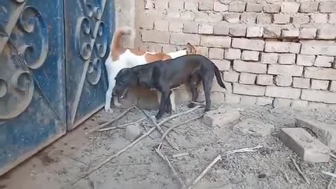 RuralDogs Appelzeller Sennenhund vs Labrador Retriever female dog in middle village 2021