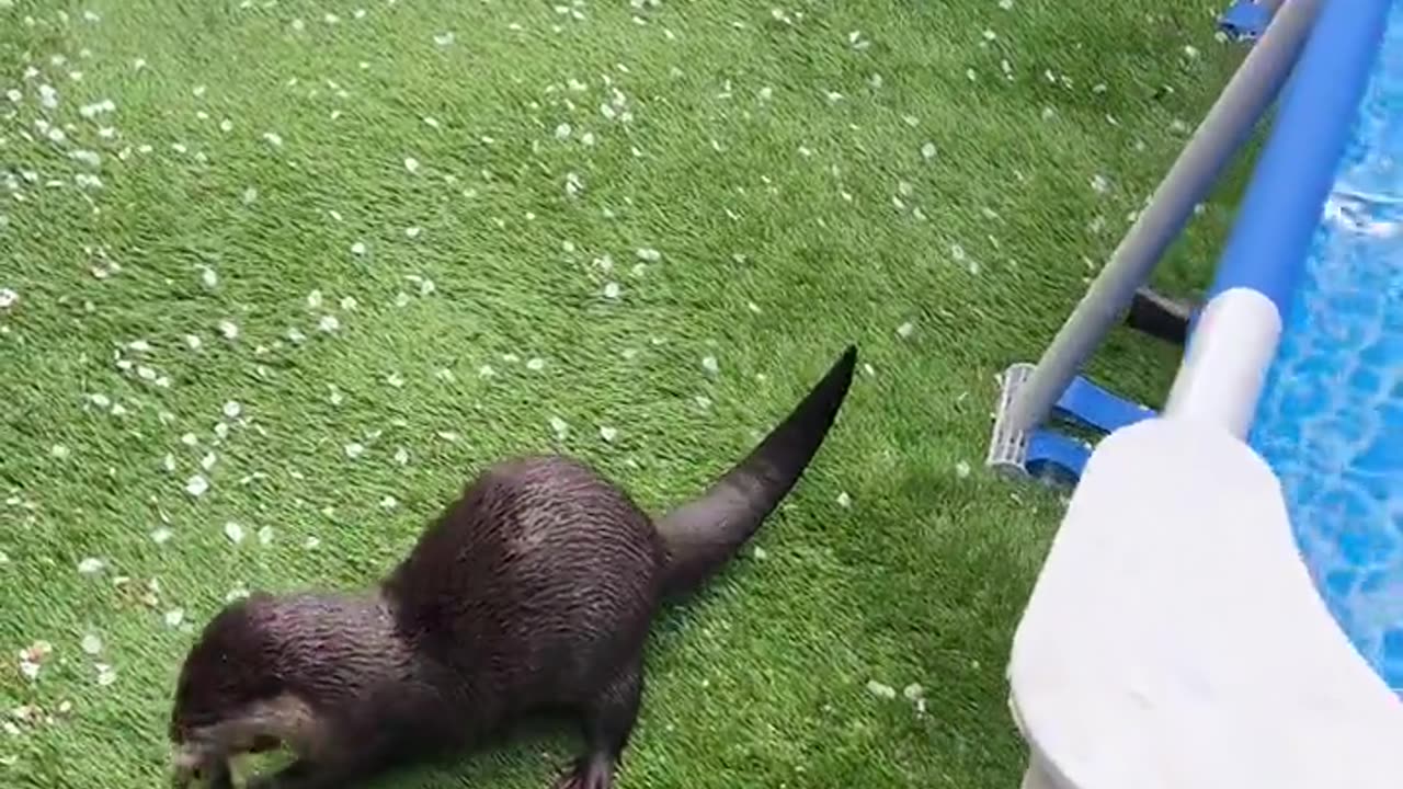 Cute Otter Eating Fish