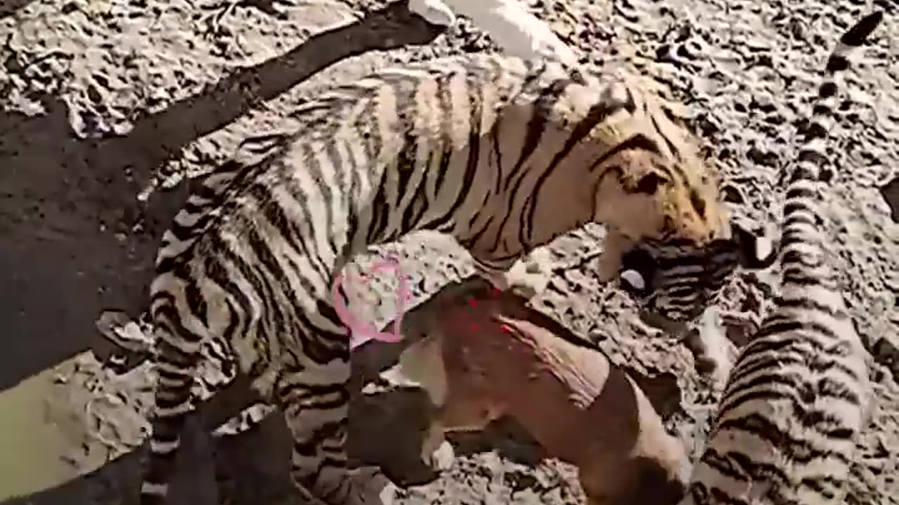 Tigers Think This Dog Is Their Mama