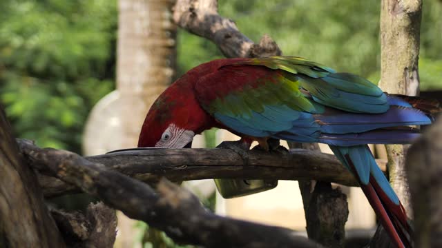 Macaw parrot feeding on a branch.