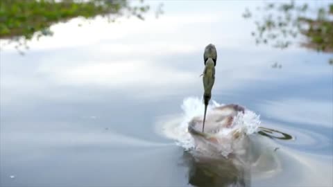 feeding the fish