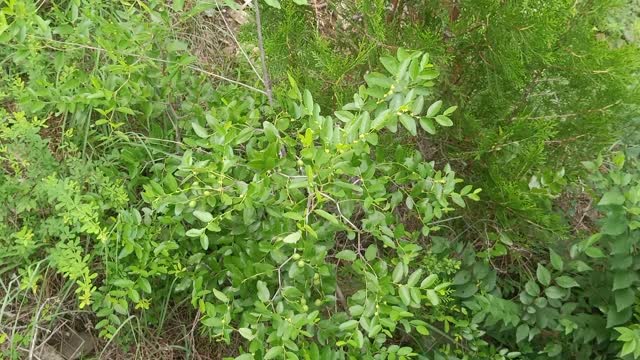 Is this a mountain jujube tree, full of jujubes