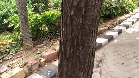 Big snake crossing the tirumala road near foot steps