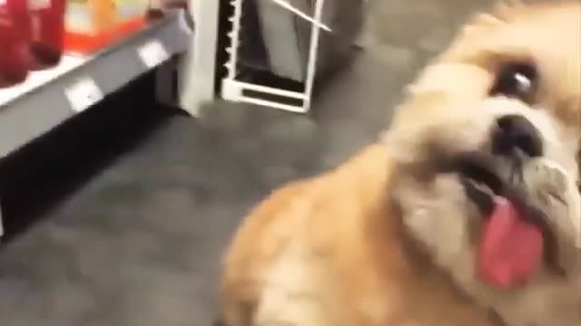 animals and pets funny videos