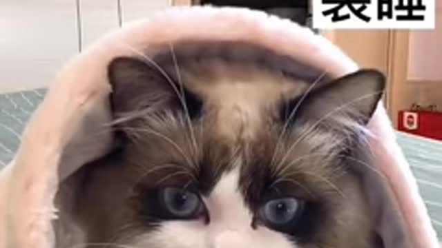 Cute and Funny Cat Videos to Keep You Smiling! 🐱