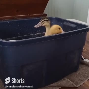 Peek-a-boo Ducklings #homesteading #familyfarm #ducklings