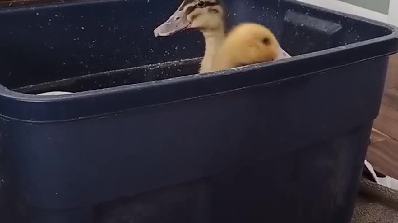 Peek-a-boo Ducklings #homesteading #familyfarm #ducklings