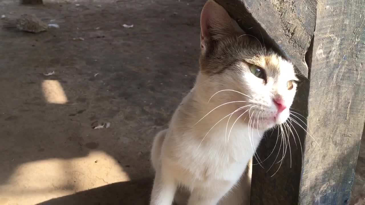 Cute cat,cat want love