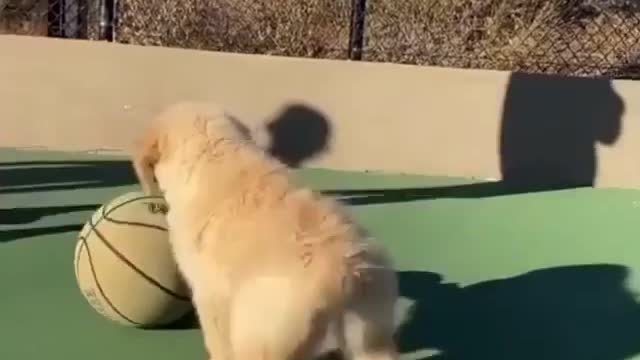 puppy playing to ball.