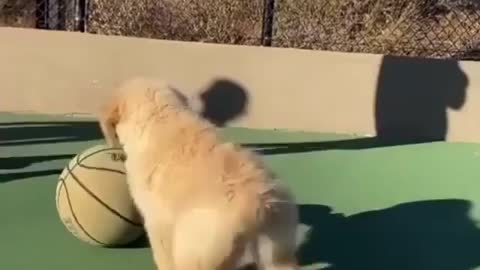 puppy playing to ball.