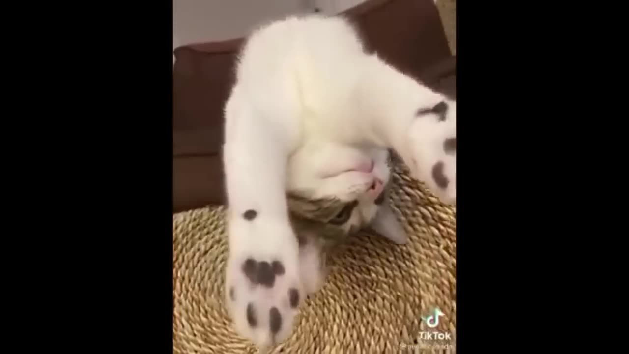 Cat Funny Videos 2 Hour Compilation Of Fun Cat Videos That Will Make You Laugh And Find Peace