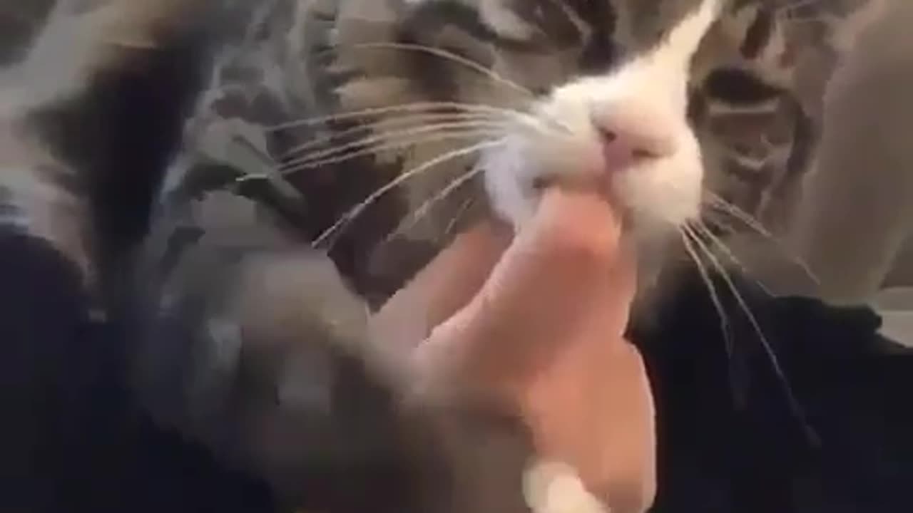 Hungry Cat