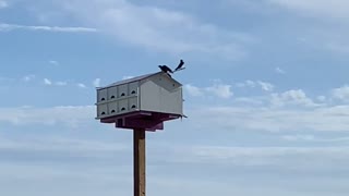 Purple Martins on a beautiful Summer day