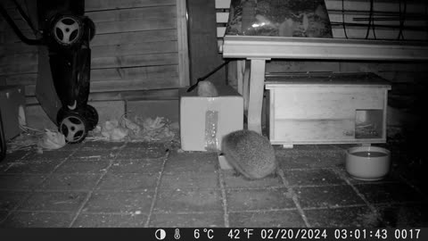 The hedgehogs are already up, way too early - Die Igel sind schon wach, viel zu früh!