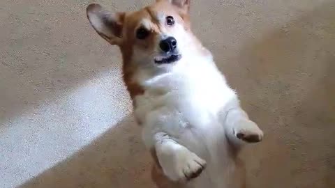 Cute dog funny video