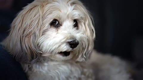 A dog showing her tongue while sitting