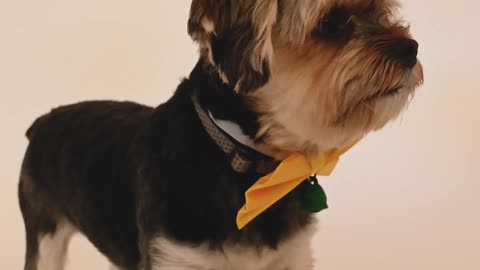 Yellow bow